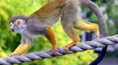 Czy jest niebezpieczny w domu, aby utrzymać egzotyczne zwierzęta?